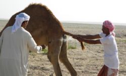Camel branding. Photo: Dawn Chatty www.nomadsinoman.com Camel branding