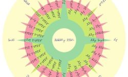Dhivehi sidereal compass with directions in Thaana script Dhivehi sidereal compass
