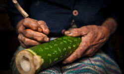 Hanunoo Script on Fresh Bamboo Hanunoo Script on Fresh Bamboo