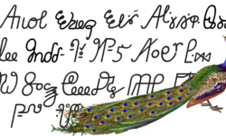 Eskayan Script with Peacock Eskayan Script