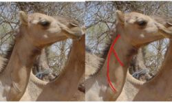 Zaghawa Branding on Camels Zaghawa Branding on Camels