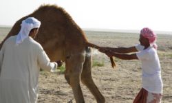 Camel branding. Photo: Dawn Chatty www.nomadsinoman.com Camel branding