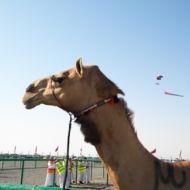 Camel branding. Photo: Dawn Chatty www.nomadsinoman.com Camel branding