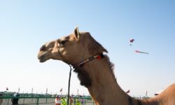 Camel branding. Photo: Dawn Chatty www.nomadsinoman.com Camel branding